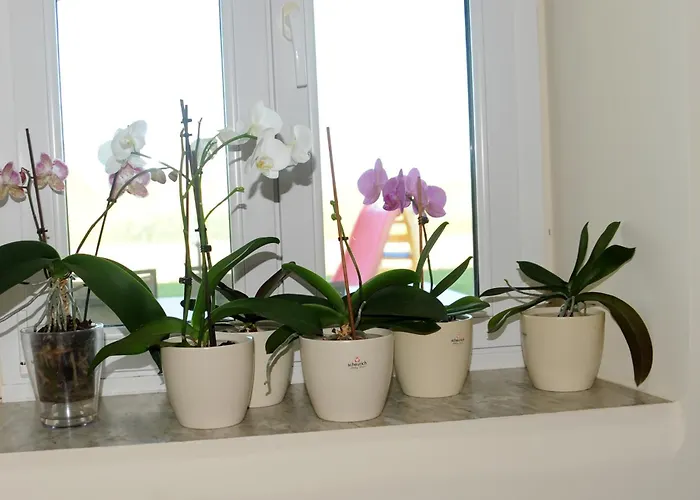 Bed & Breakfast Elisa 3*